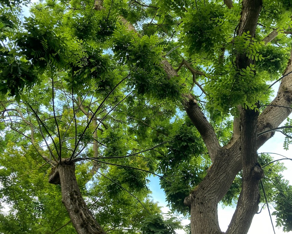 Japanese Scholar Tree